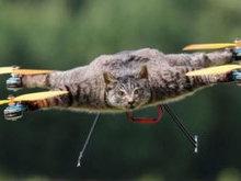 Homem usa corpo de gato para fazer drone