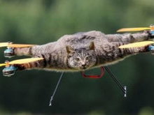 Homem usa corpo de gato para fazer drone