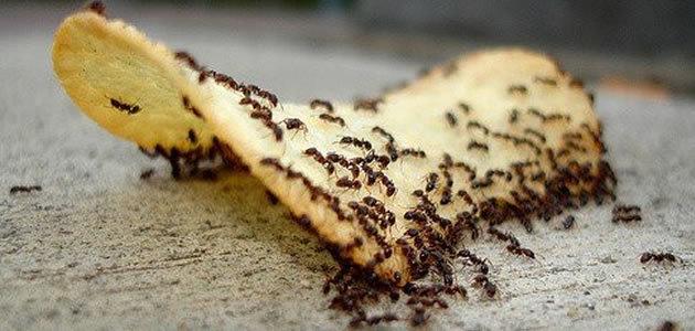 Alimentos com formigas podem fazer muito mal à saúde