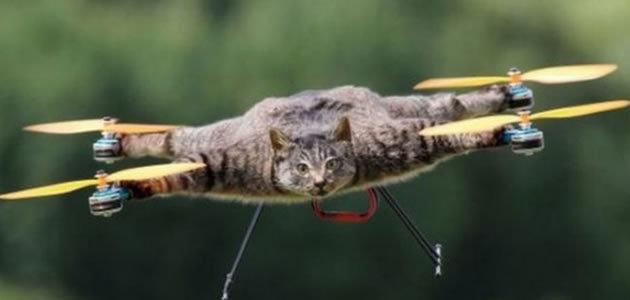 Homem usa corpo de gato para fazer drone