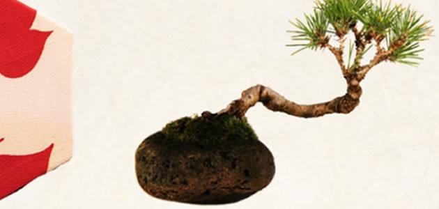 Designer Japonês cria planta flutuante