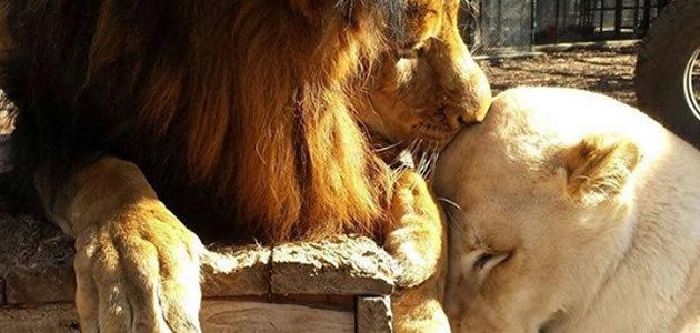 Leoa encontra amor após ser resgatada da morte