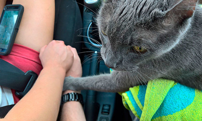 Gatinho no seu último passeio (Crédito: Reprodução)