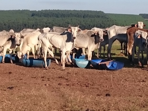 Pelo menos mil cabeças de gado estão na fazenda com pouca pastagem (Crédito: Reprodução)