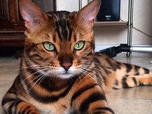 Gato da pelagem perfeita assusta internautas