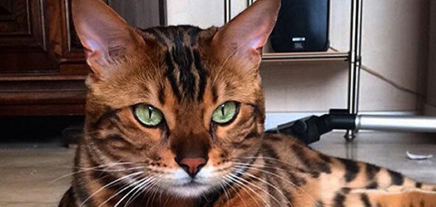 Gato da pelagem perfeita assusta internautas