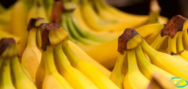 Doença pode acabar com bananas em cinco anos