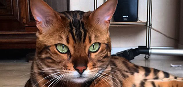 Gato da pelagem perfeita assusta internautas