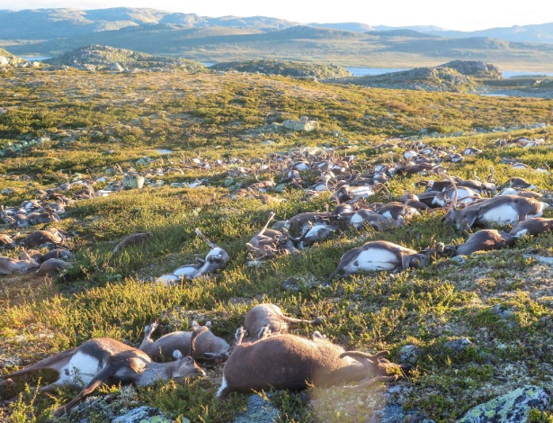 Renas mortas em uma área pequena do terreno (Crédito: AFP)