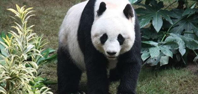 8 coisas que você não sabia sobre os pandas