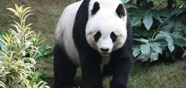 8 coisas que você não sabia sobre os pandas