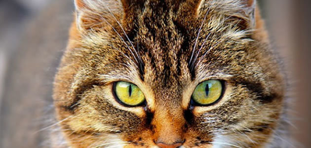 Animais são capazes de prever a morte?