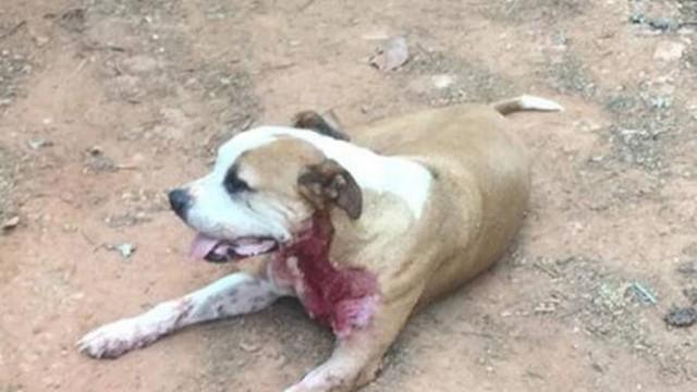 Pitbull salvou a mulher (Crédito: Reprodução)