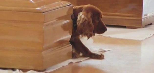 Cão comove ao não abandonar caixão do dono na Itália