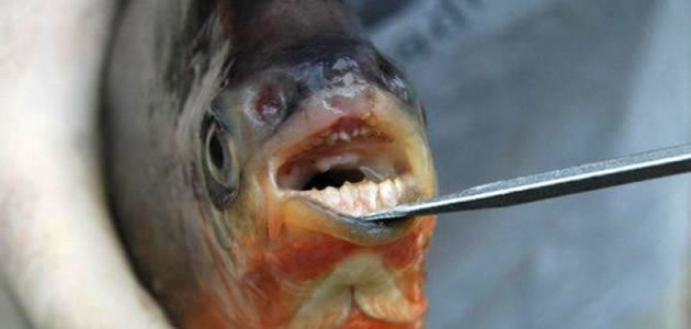 Piranhas vegetarianas são encontradas com dentes