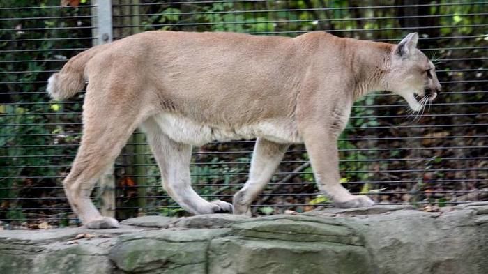 A espécie suçuarana está ameaçada de extinção (Crédito: Divulgação)