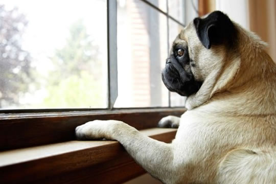 Cães conseguem prever quando o dono está chegando em casa?