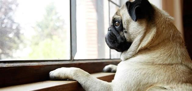 Cães conseguem prever quando o dono está chegando em casa?