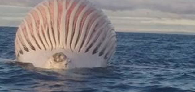 Pescadores ficam impressionados com esfera gigante no mar
