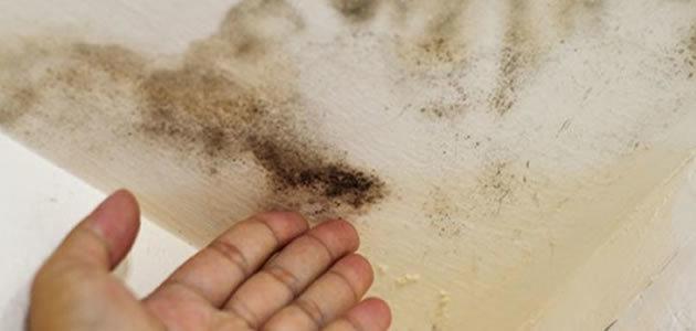 Saiba como tirar mofo e bolor com receita caseira