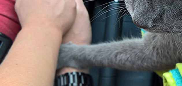 Gato doente segura mão da dona antes de morrer