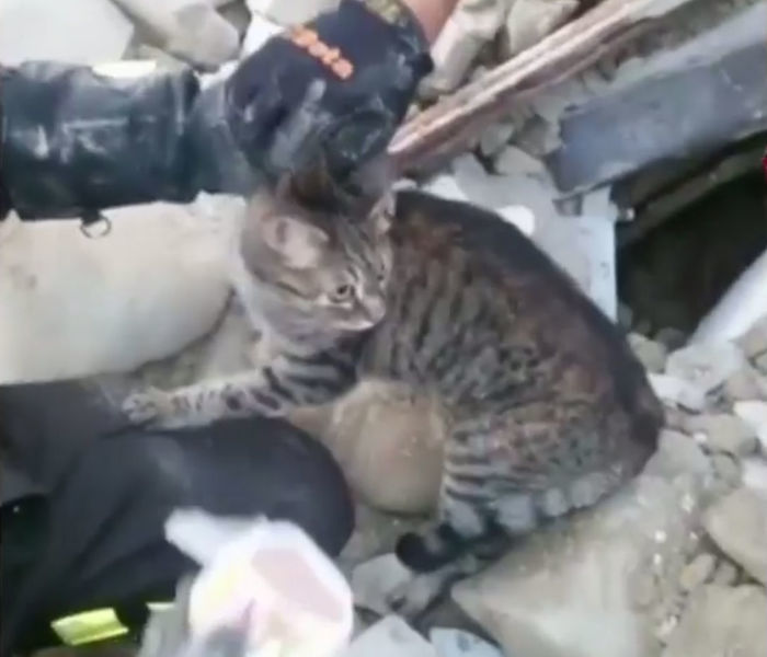 Momento em que o gato foi resgatado (Crédito: Reprodução)
