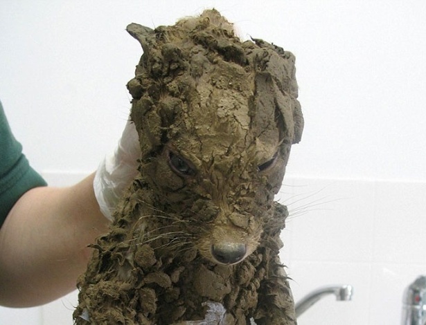 Animal chegou irreconhecível (Crédito: Reprodução)
