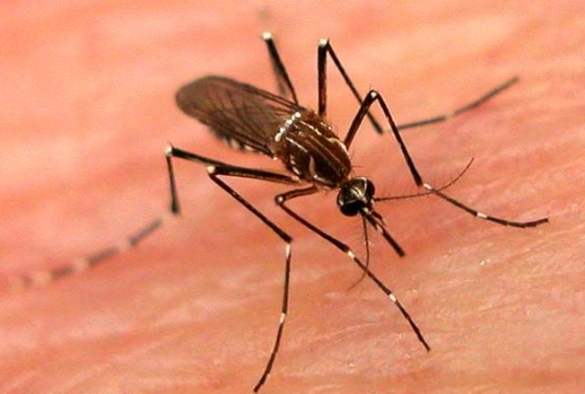 Aedes aegpty (Crédito: Reprodução)