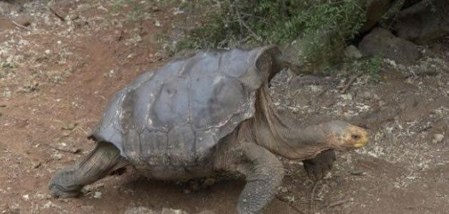 Tartaruga de 100 anos é famosa por enorme apetite sexual