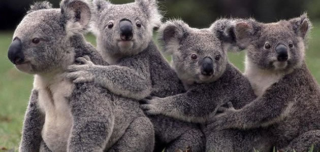 6 coisas que você não sabia sobre a vida sexual dos animais
