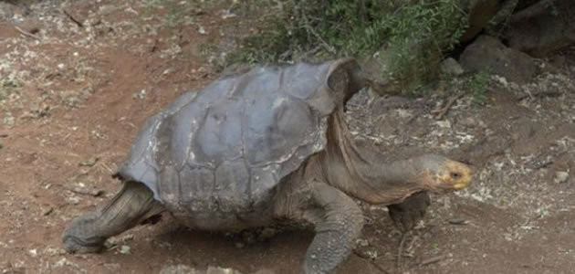 Tartaruga de 100 anos é famosa por enorme apetite sexual