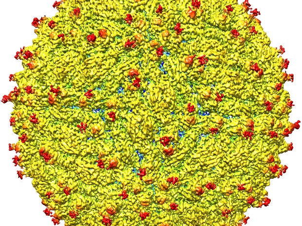 Representação da superfície do vírus da zika (Crédito: Reprodução)