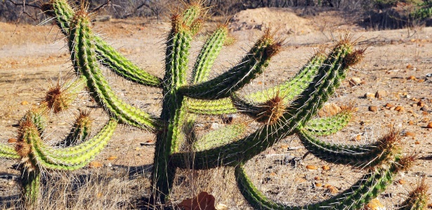 Paisagem em Santa Maria da Boa Vista, uma das 72 cidades de Pernambuco que entraram em situação de emergência devido à seca em 2012 (Crédito: Uol)