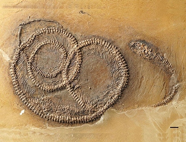 Um fóssil de 48 milhões de anos "flagrou" um inseto na barriga de um lagarto que está na barriga de uma cobra (Crédito: Reprodução)
