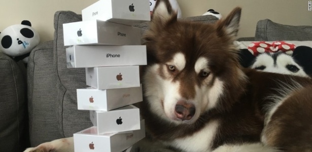 Cachorro ganha oito iPhones 7 (Crédito: Reprodução)