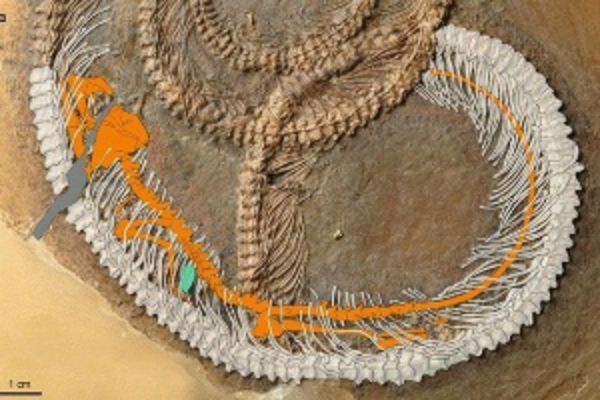 Reproduções de computador ajudam a identificar onde estão o inseto e o lagarto dentro da cobra (Crédito: Reprodução)