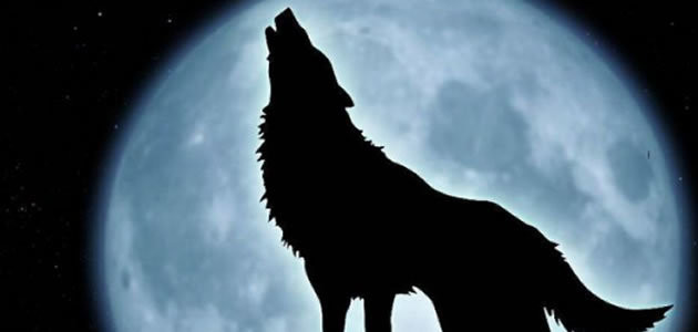 7 coisas que você precisa saber sobre os lobos