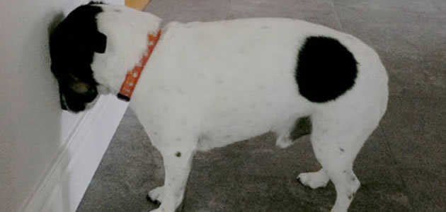 Por que alguns cachorros pressionam a cabeça contra parede?
