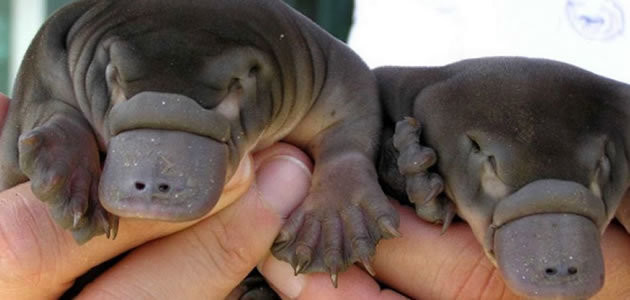 9 animais mais antigos do mundo