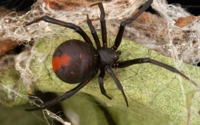 Aranha redback spider é altamente venenosa