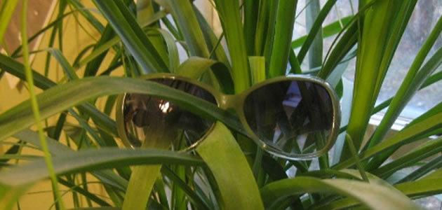 As plantas podem enxergar?