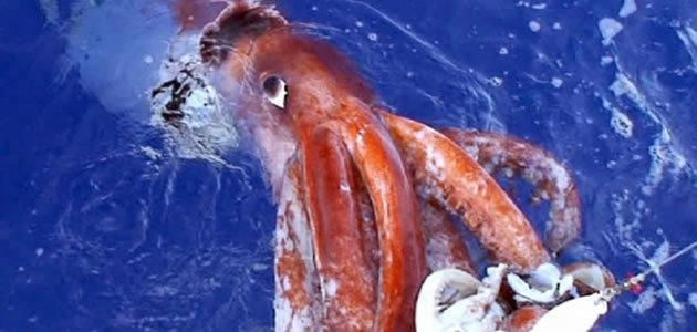 Lula gigante impressiona ao aparecer perto de pescadores
