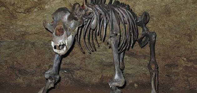 Ursos das cavernas foram extintos por serem vegetarianos