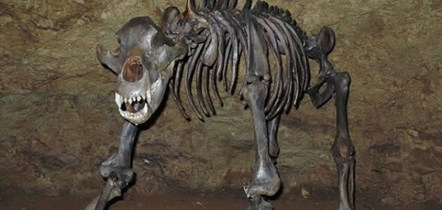 Ursos das cavernas foram extintos por serem vegetarianos