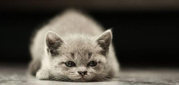 Por que os gatos são tão egoístas?