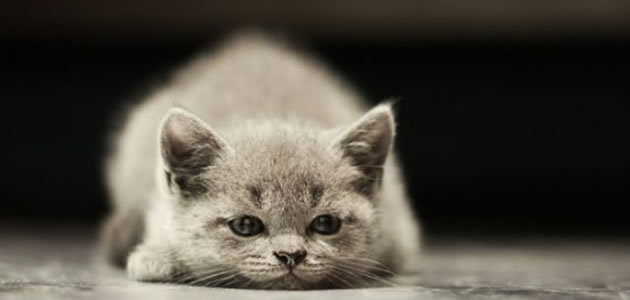 Por que os gatos são tão egoístas?