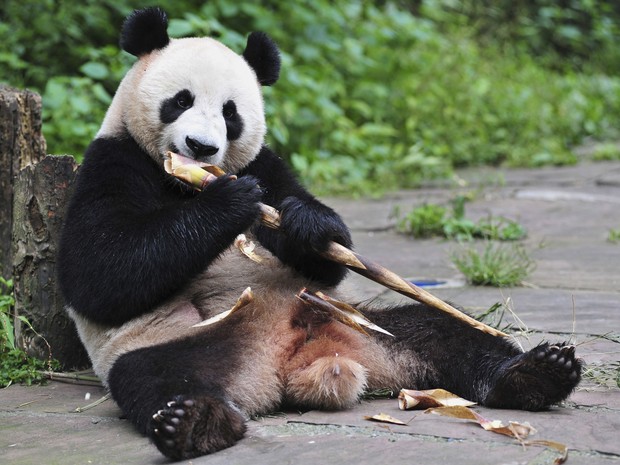 Urso Panda (Crédito: Reprodução)
