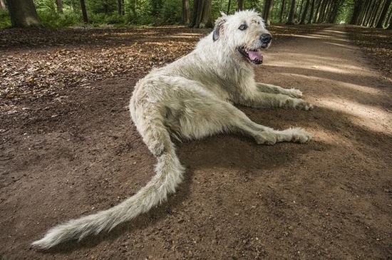 Cão com maior rabo do mundo (Crédito: Divulgação)