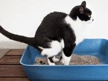 Todos os gatos enterram o seu cocô?