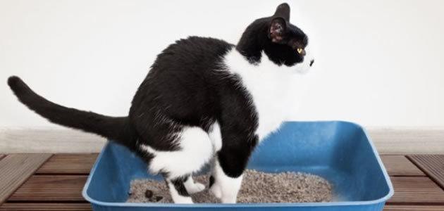 Todos os gatos enterram o seu cocô?
